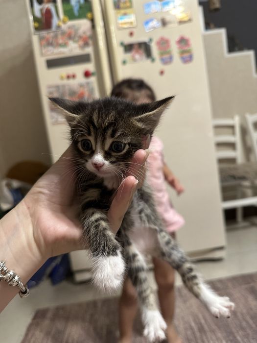 Отдадим бесплатно домашних котят в добрые руки. Здоровы! Игривы, кушаю
