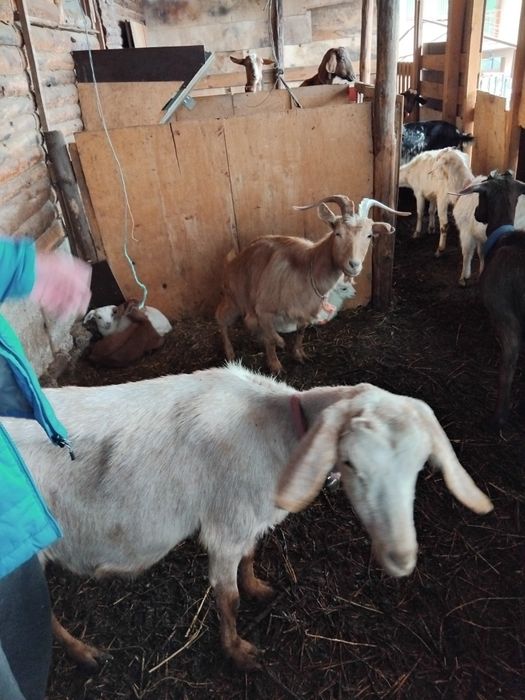 Продавам бремени кози и ярета