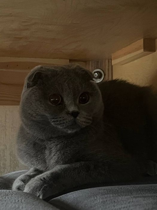 Скотчш фолд сотилади 3 йошда