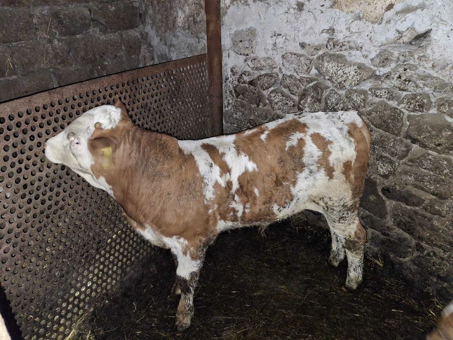 De vânzare vacă cu vițel