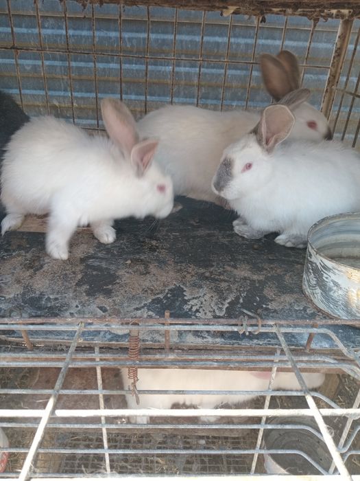 Продам кроликав продам