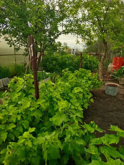 Продам ухоженную дачу, с\о "Романтик"