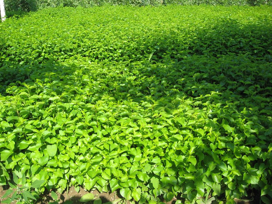 Продавам подложки от махалебка и джанка