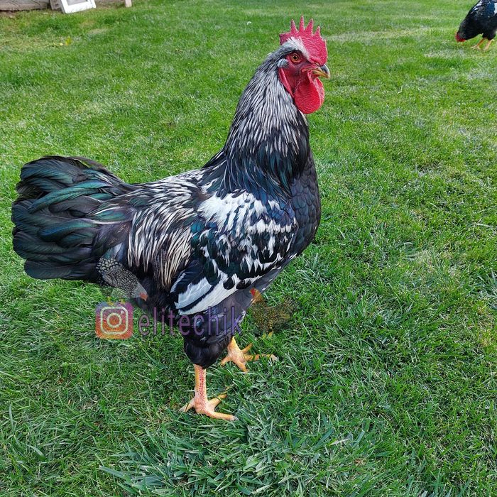 Барневельдер серебро