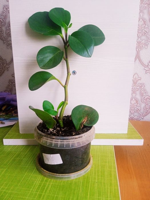 Комнатные растения цветы