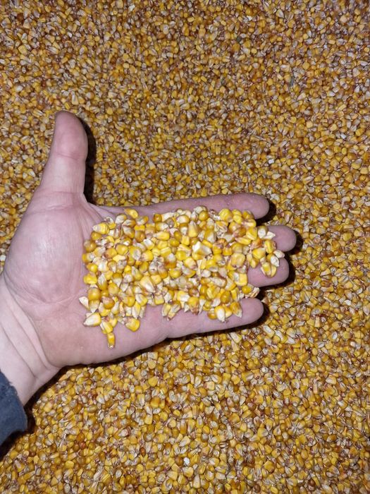 Porumb boabe campania 2025