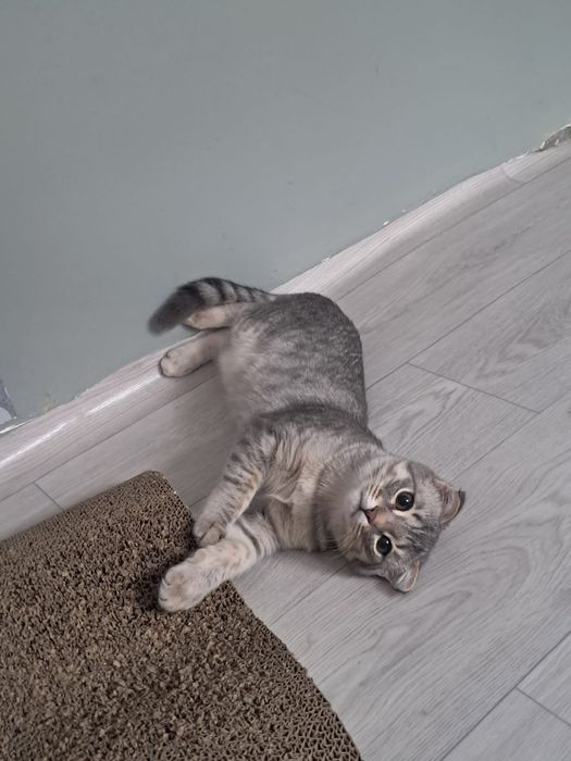 Котенок Шотландский