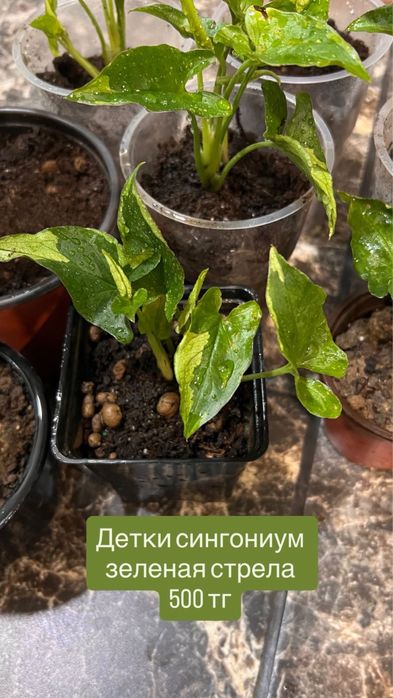 Сингониум зеленая стрела