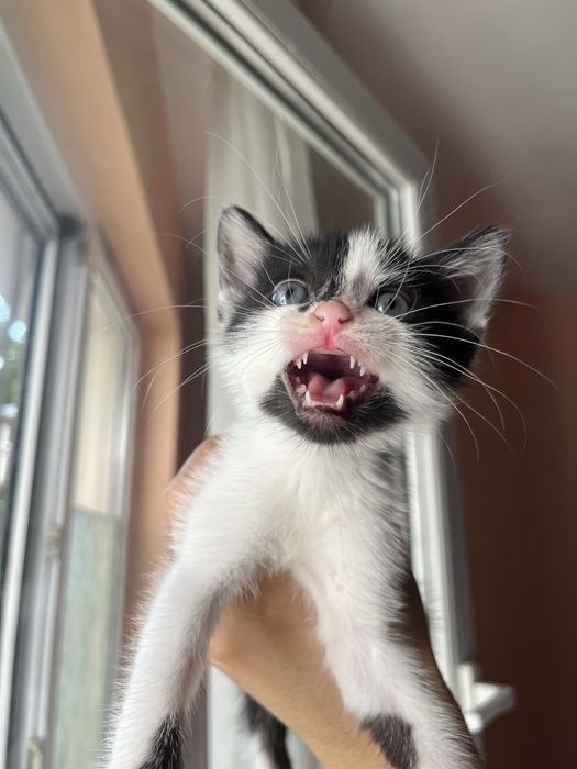 СПЕШНО! Коте търси дом