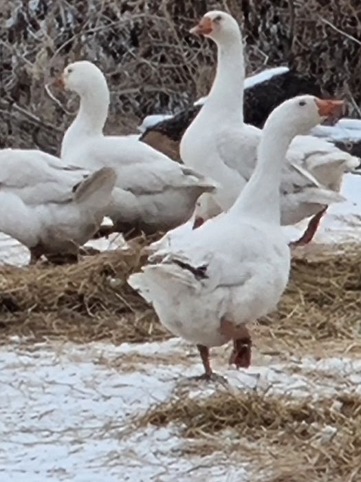 Гуси Линда. 15 тыс