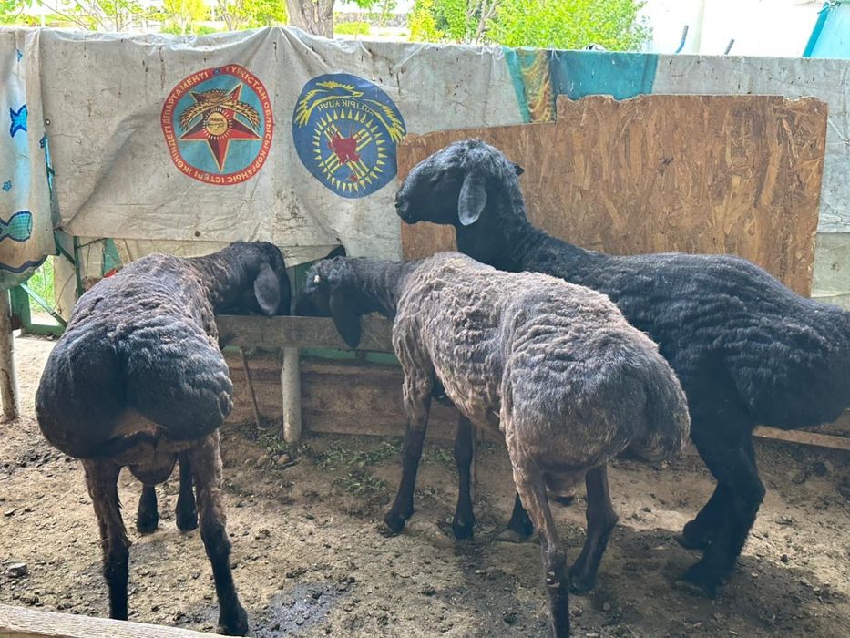 Бараны домашние продаются