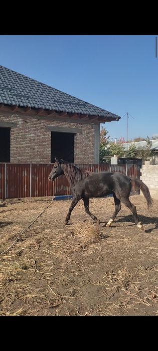 Конь 4 года ноги все целые