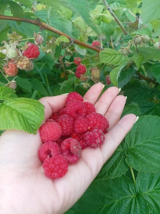 Продам ухоженную дачу!
