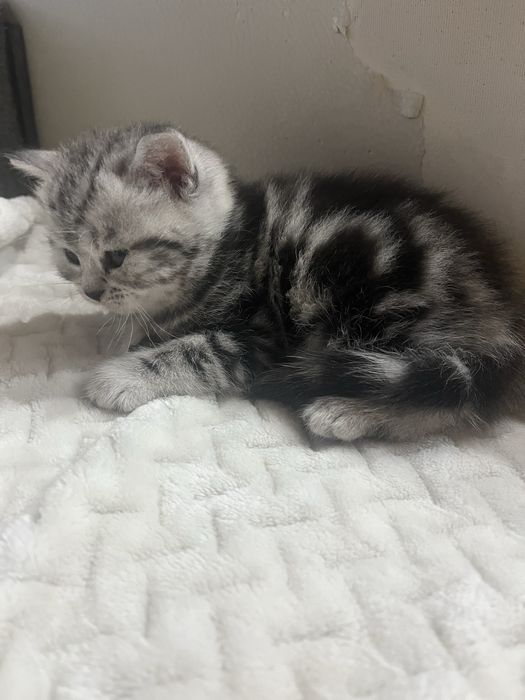 Котята скотиш фолд ,скотиш страйт