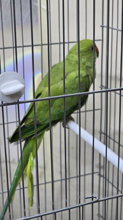 Ожереловый попугай