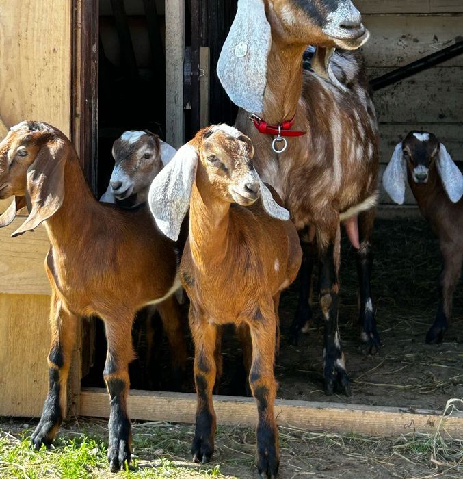 Țap Anglonubian cu pedigree din părinți campioni