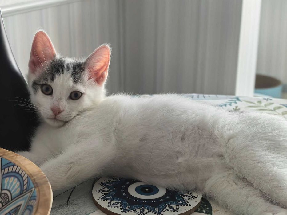 Подарявам мъжко котенце