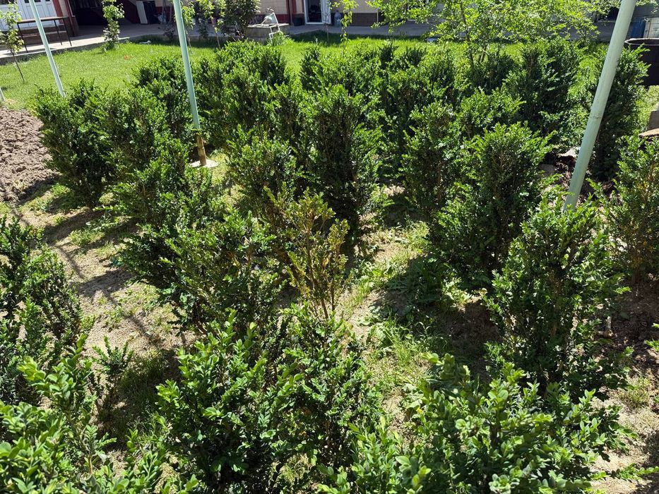 Shamshod, кустик, buta, gul