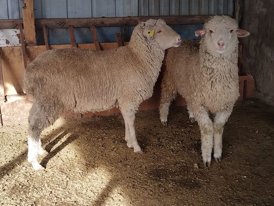 Токты,Кой,Бараны,овцы