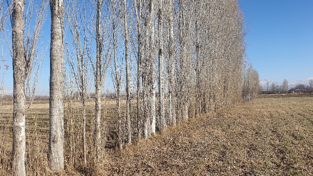 Терак 15 йилли сотилади, продаются тополя 15 летние