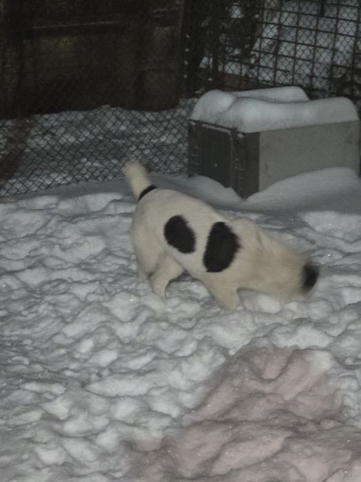 Щенки Алабая хорошые