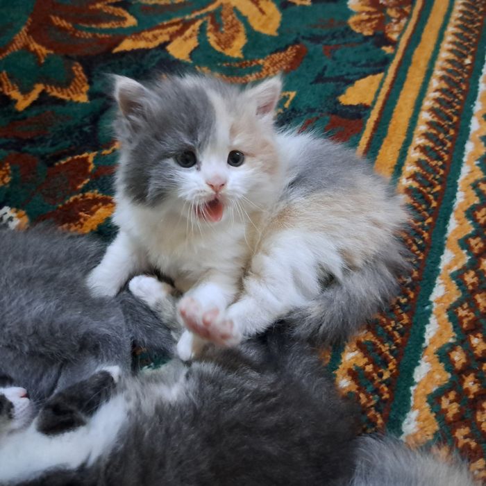 Котята 1.5 месяцев мама страйт