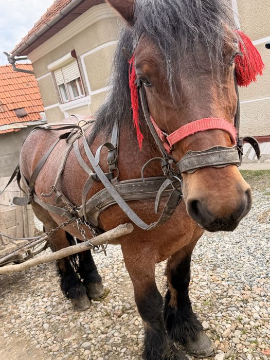 Cal de vânzare bun de ham