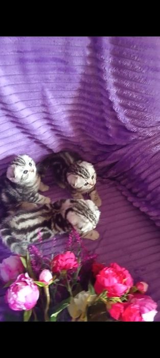 Продам шотландских котят с документами.