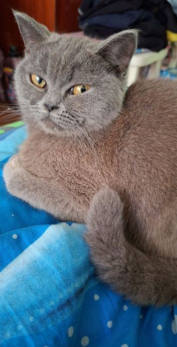 Котка женска котка