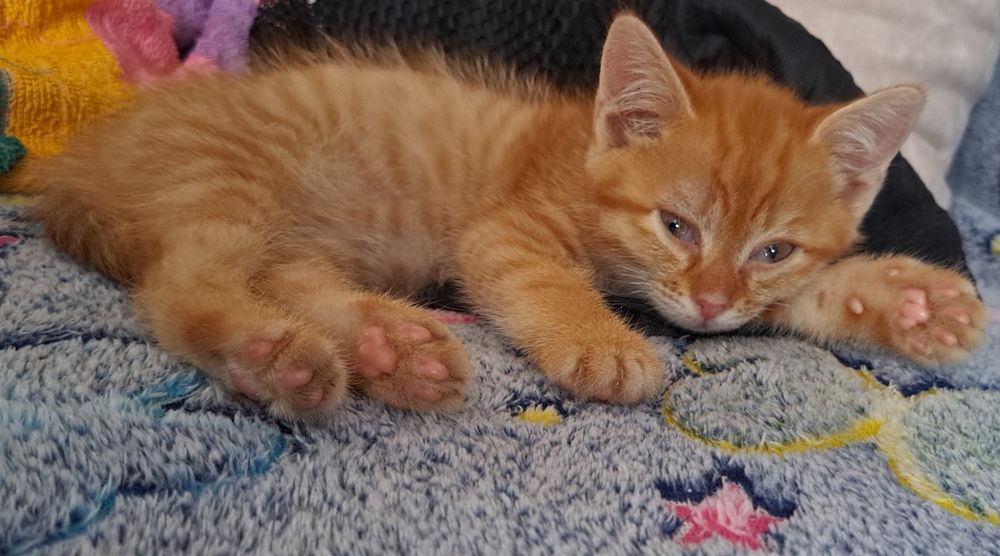 Котик ещет дом,котик ищет дом.
