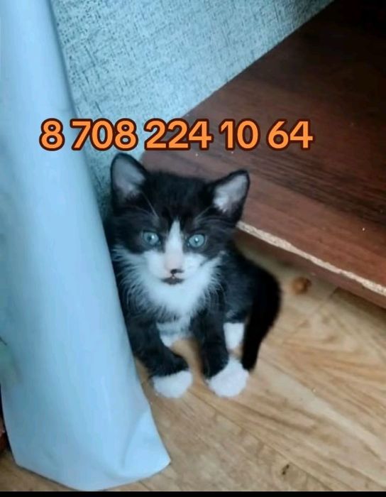 Отдам хороших котят!