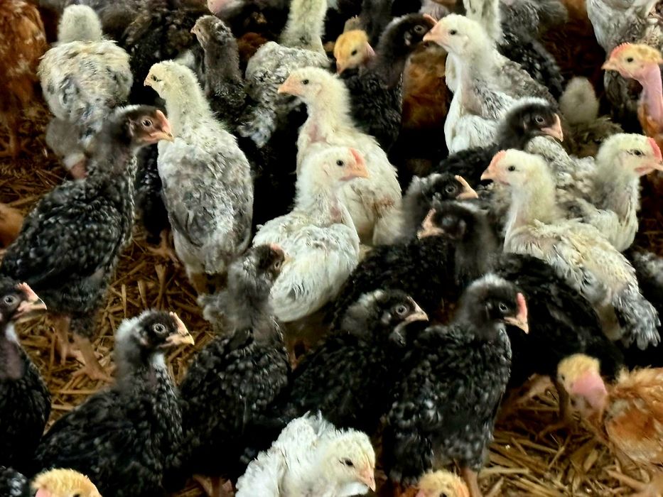 Pui rasă mixtă pentru carne și ouă