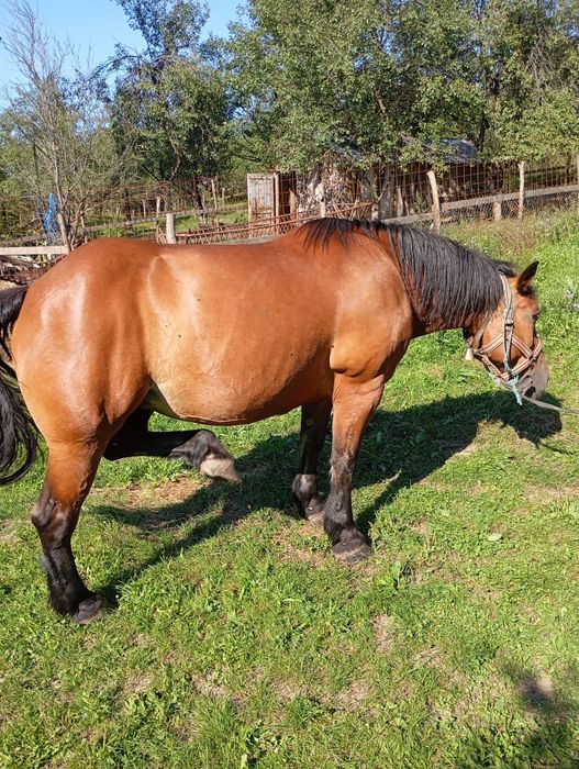 vand iapa foarte buna si ascultatoare de 8 ani