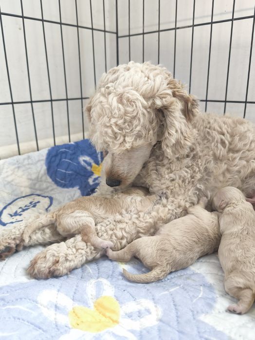 Шикарные пуделята