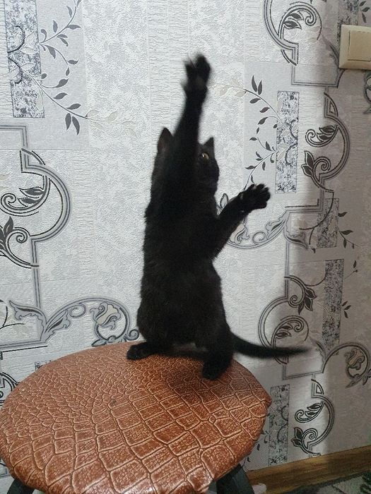 Котёнок,  малая девочка