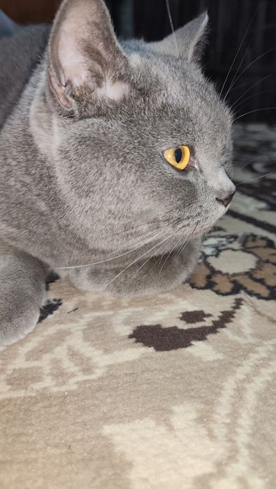 Skotsh Fold
YOSHSKOTSH FOLDI: 1 yosh
Aqlli pokiza latokni biladi