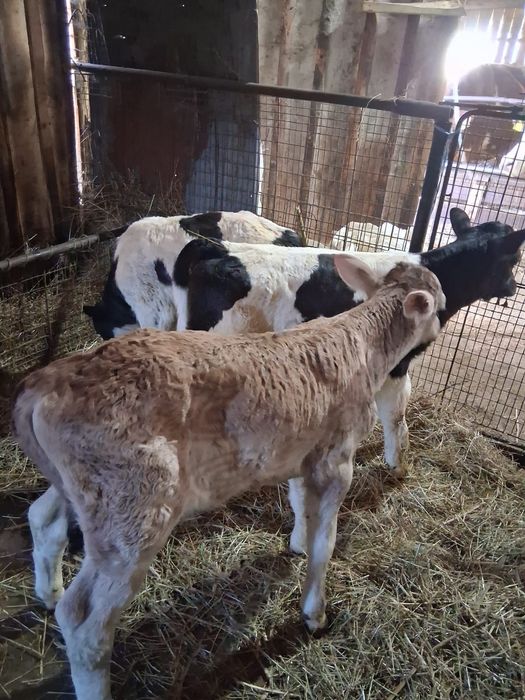 Vând vițeii din monta