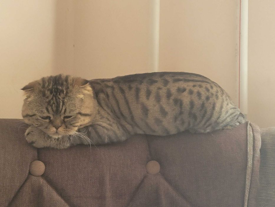 Продам кота 1 годик