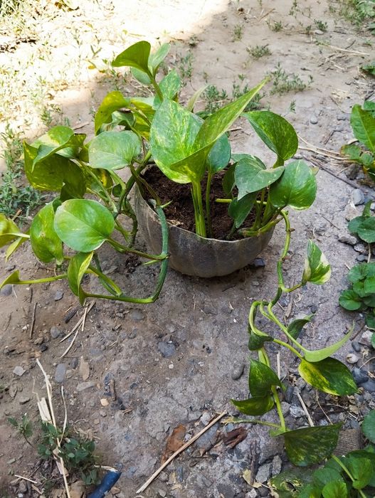 Филодендрон бразил