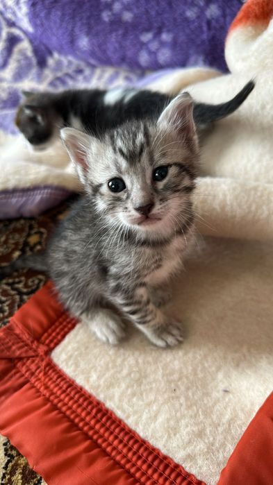 Домашно Котенце с Доставка