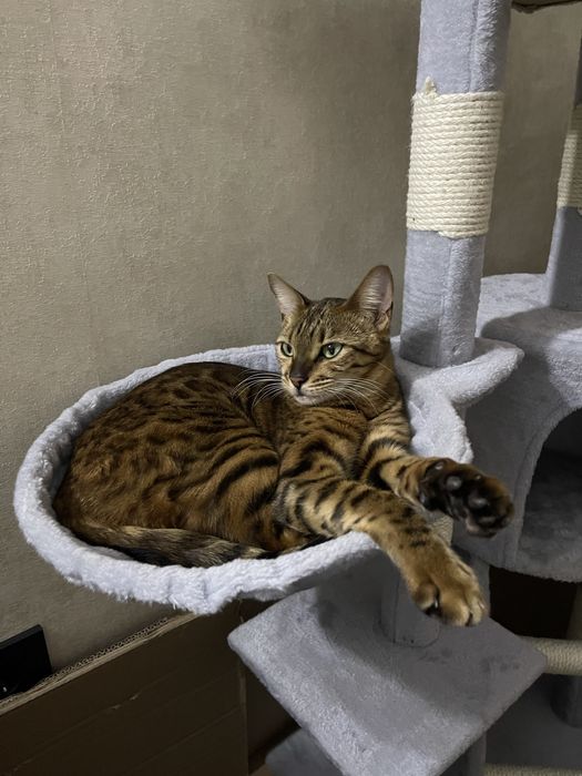 Бенгальские котята
