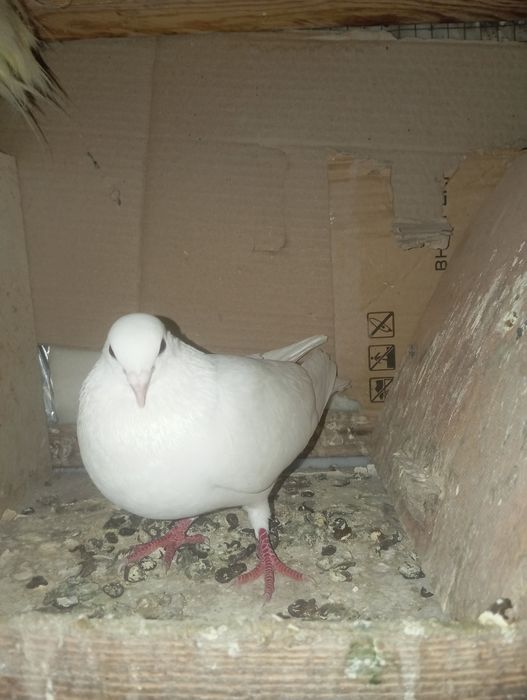 Sotiladi Toshkent shahar Bektemir tumani xamas uchib oʻynid srochn