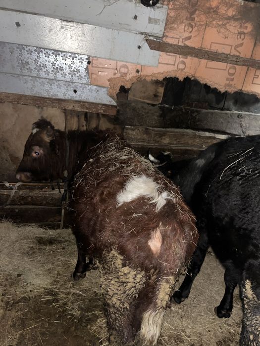 Бұқа  сатылады саудасы бар 2 бас