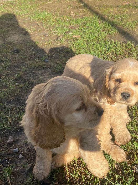 Англиский спаниель