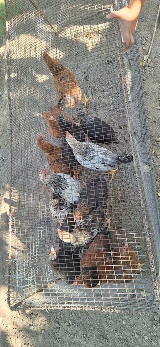 Туркестан курица цыпленок