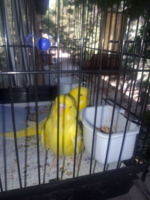 Popugay sariq. Жёлтые попугаи