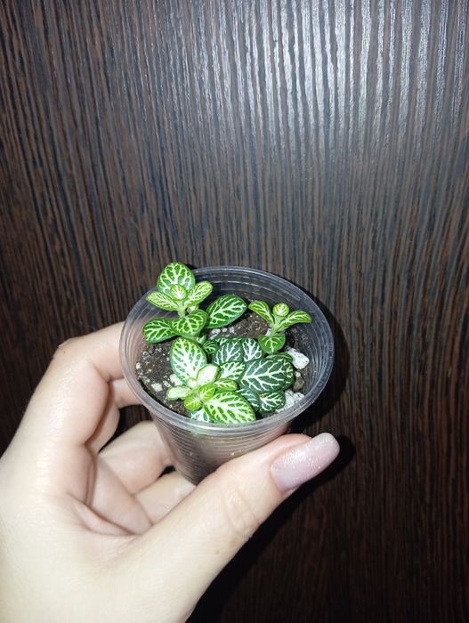 Продам Фиттония (красная, белая, салатовая)