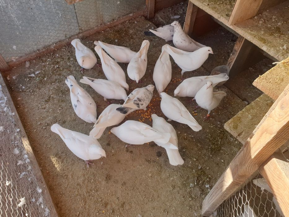 Prumbei voiajori si infoiati albi