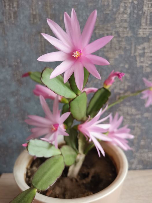 Продается рипсалидопсис пасхальник розовый