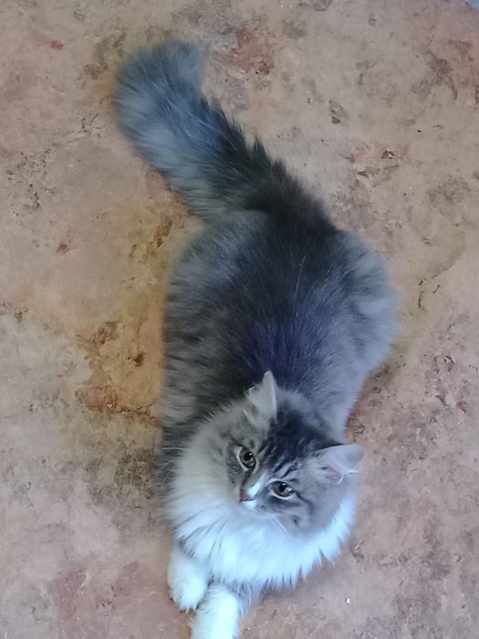 Отдам котёнка в добрые руки